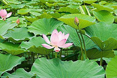 《地心护核者》现已引入专用服务器，首次披露更新 